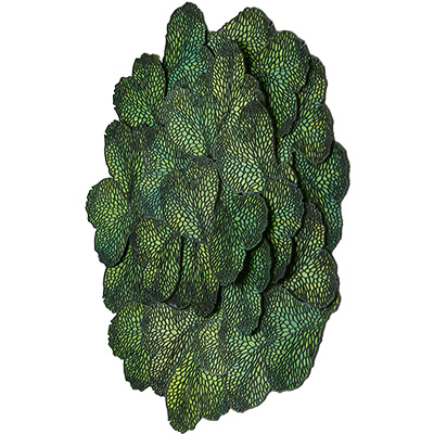 Conocephalum Sculpture Angle View