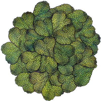 Conocephalum Sculpture