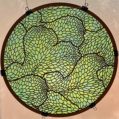 Transluscent Conocephalum