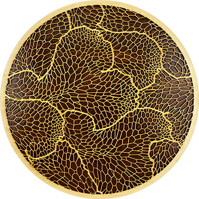 Conocephalum 12 inch Gloss